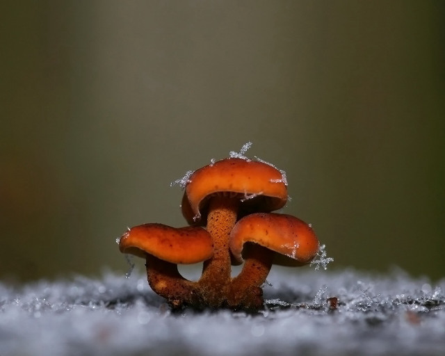 Mushrooms snow water green ecological free wallpaper for desktop - medium preview image