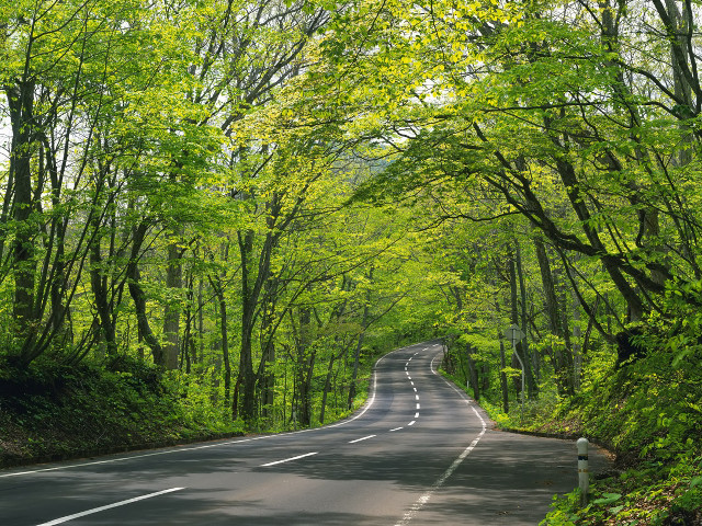 Road trees green foliage day free wallpaper for desktop - medium preview image