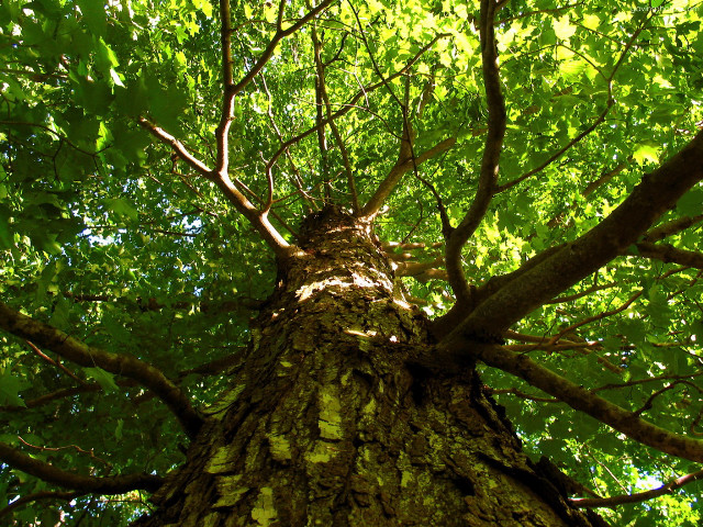 Tree green leaves forest sunlight #2 free wallpaper for desktop - medium preview image