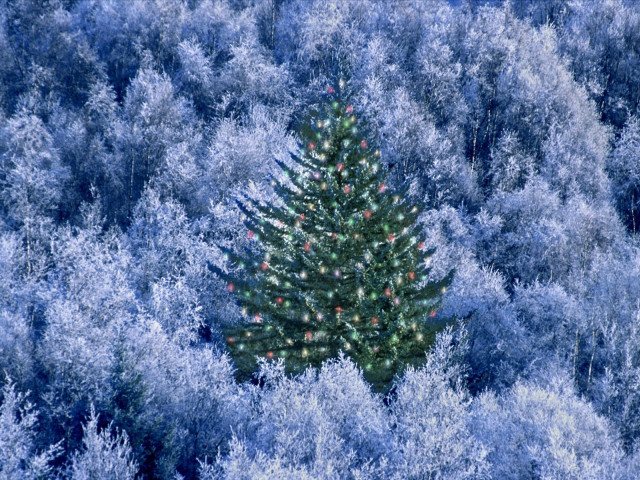 Christmas tree blue forest red #3 free wallpaper for desktop - medium preview image