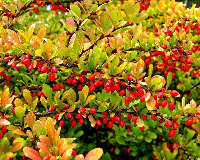 Bush red berries green leaves #2 free wallpaper for desktop - medium preview image