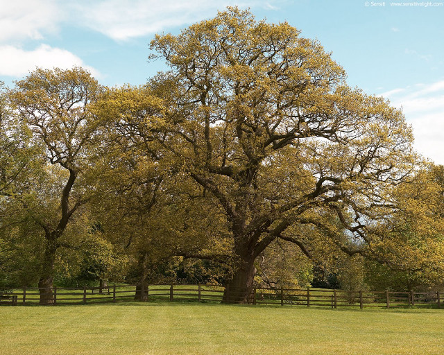 Large tree grassy field fence #3 free wallpaper for desktop - medium preview image