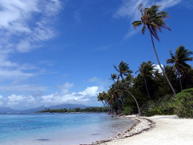 Beach palm trees blue sky #4 free wallpaper for desktop - medium preview image
