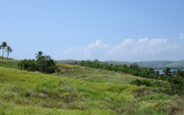 Grassy hill lake palm trees free wallpaper for desktop - medium preview image