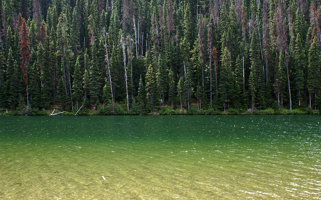 Lake trees forest boat person free wallpaper for desktop - medium preview image