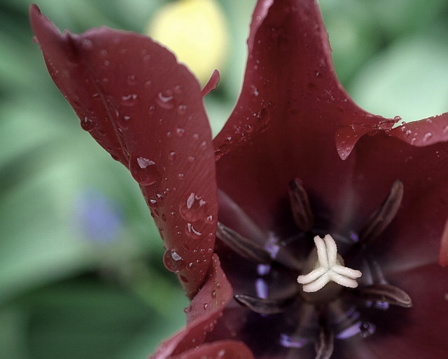 Red flower water droplets green free wallpaper for desktop - medium preview image