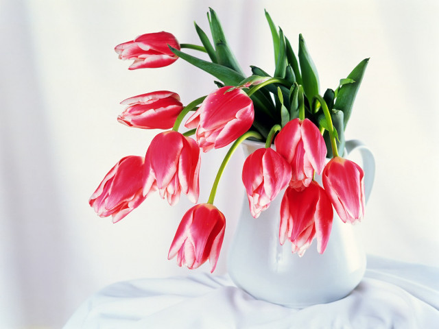 White vase red flowers closeup free wallpaper for desktop - medium preview image
