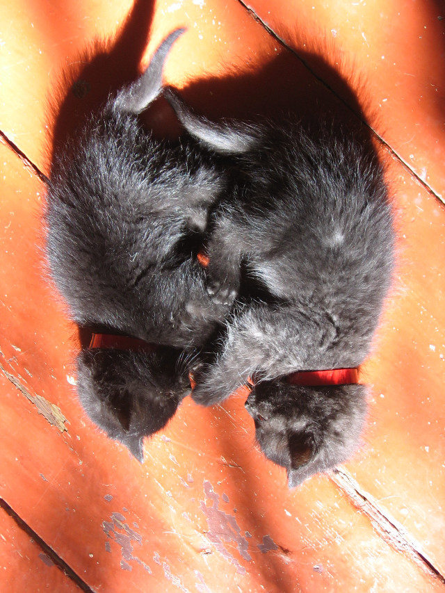 Kitten laying floor head paws #2 free wallpaper for mobile - medium preview image