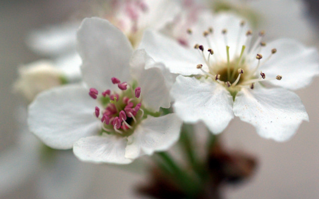 Close up flower blurry background #11 free wallpaper for desktop - medium preview image