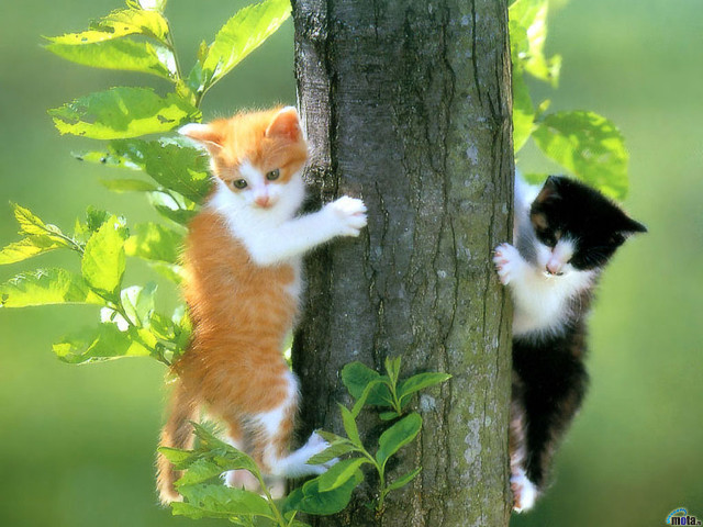 Two cats climbing tree forest free wallpaper for desktop - medium preview image