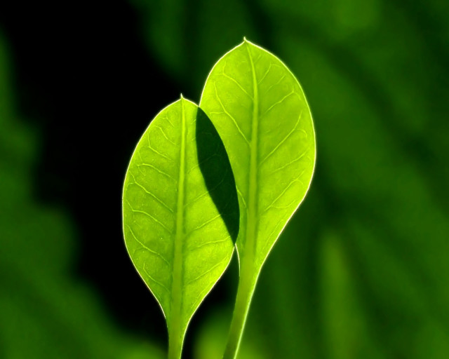 Green leaf black background foreground free wallpaper for desktop - medium preview image