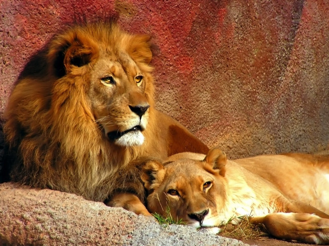 Lions laying zoo enclosure together free wallpaper for desktop - medium preview image