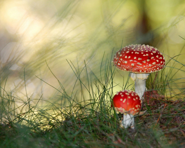 Mushrooms sitting grass near each free wallpaper for desktop - medium preview image