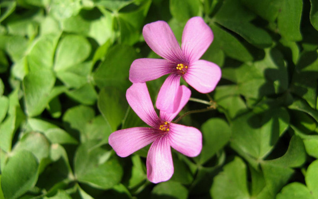 Pink flowers green leaves sunlight #2 free wallpaper for desktop - medium preview image