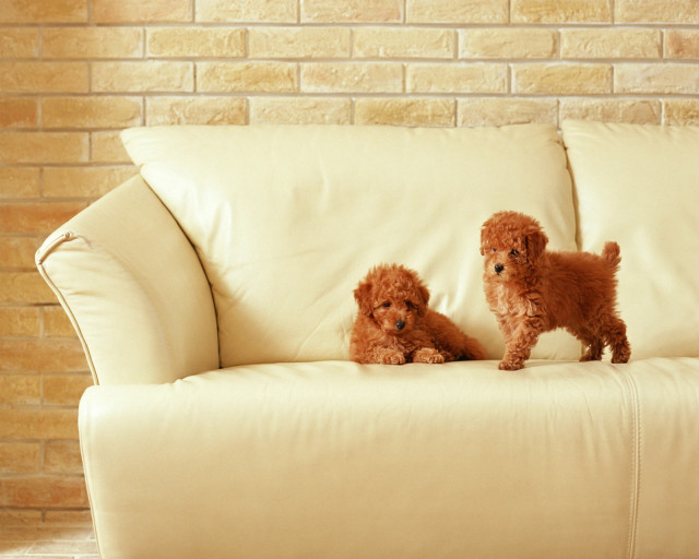 Small dogs couch brick wall free wallpaper for desktop - medium preview image