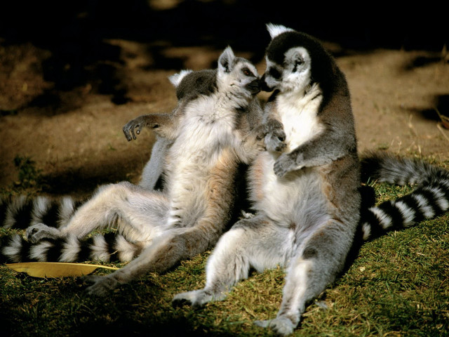 Lemurs playing together in the free wallpaper for desktop - medium preview image