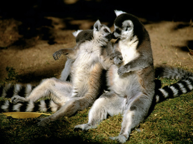 Lemurs playing together in the #3 free wallpaper for desktop - medium preview image