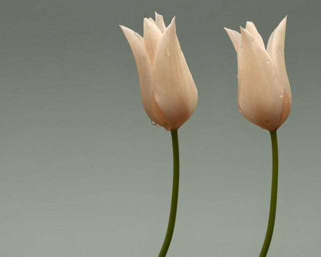 Two white flowers water droplets free wallpaper for desktop - medium preview image