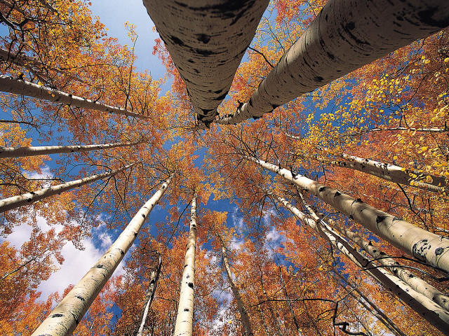Autumn forest trees blue sky free wallpaper for desktop - medium preview image