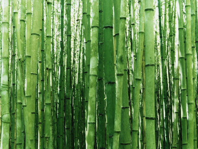 Green bamboo trees leaves nature free wallpaper for desktop - medium preview image