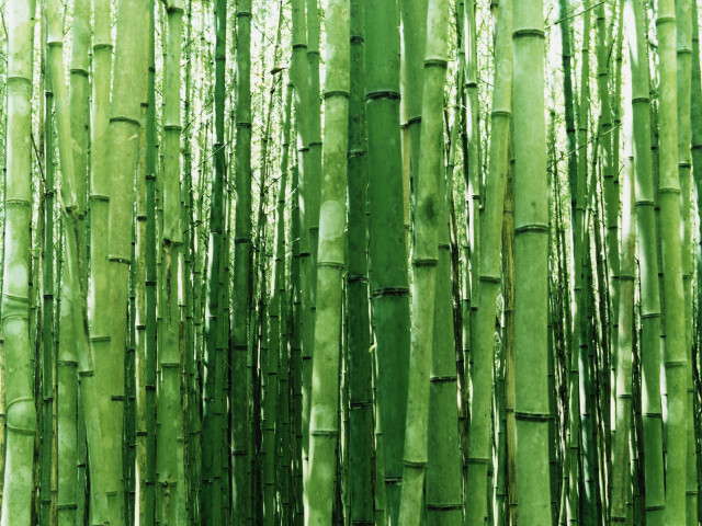 Green bamboo trees leaves nature #2 free wallpaper for desktop - medium preview image