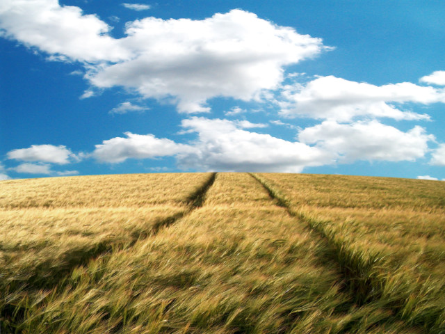 Wheat field sky clouds blue free wallpaper for desktop - medium preview image