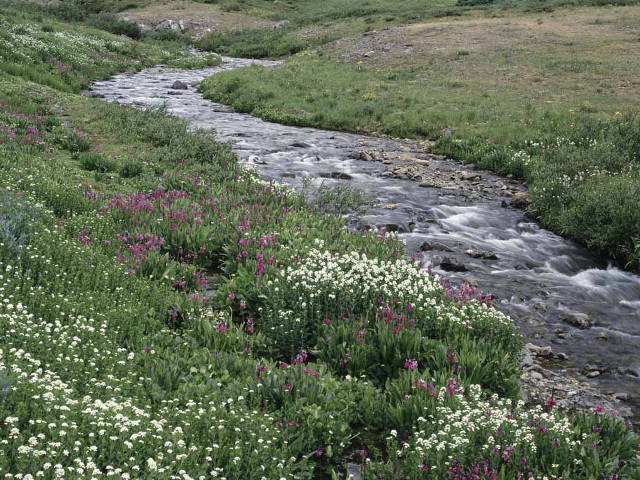 Stream lushfield wildflowers grass hillside free wallpaper for desktop - medium preview image