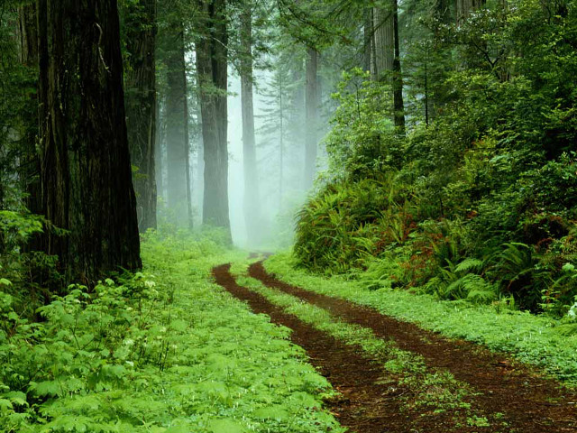Dirt road forest trees ferns free wallpaper for desktop - medium preview image