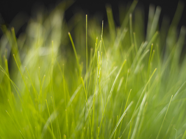 Close up green grass black #4 free wallpaper for desktop - medium preview image