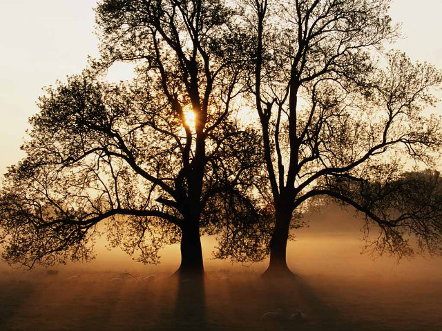 Trees field sun fog nature free wallpaper for desktop - medium preview image