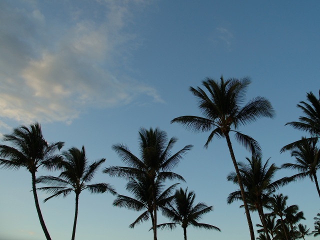 Palm trees blue sky clouds #6 free wallpaper for desktop - medium preview image