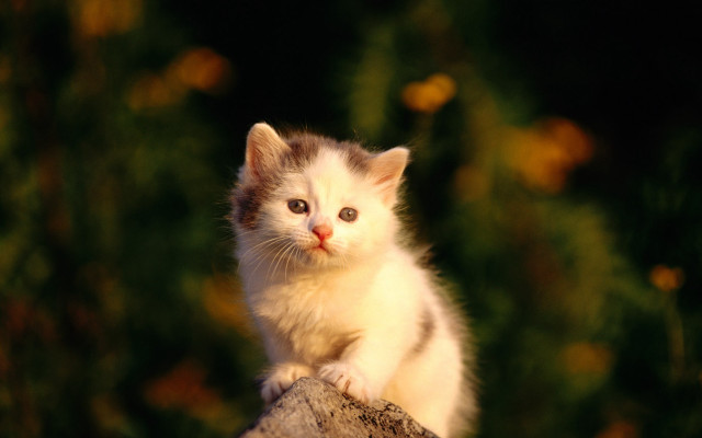 Kitten tree stump curious look free wallpaper for desktop - medium preview image