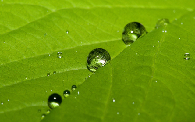 Green leaf water droplets background #3 free wallpaper for desktop - medium preview image