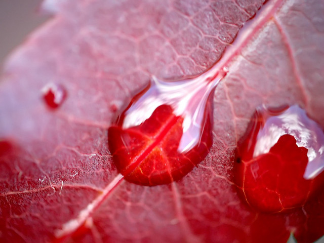 Red leaf water drops surface free wallpaper for desktop - medium preview image