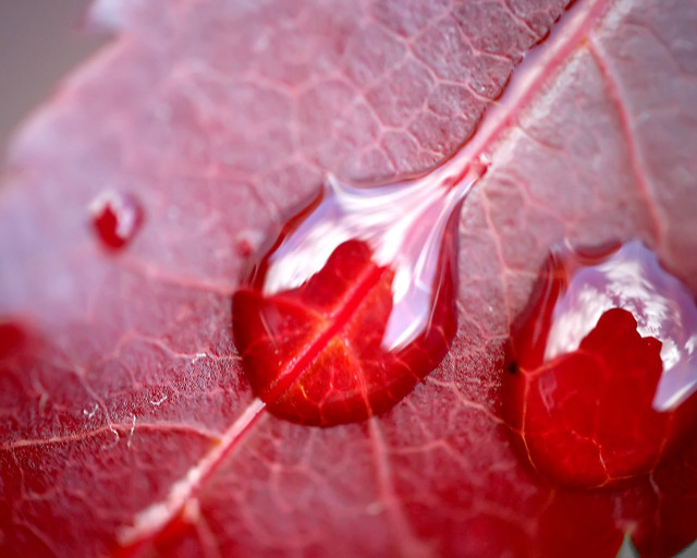 Red leaf water drops nature #2 free wallpaper for desktop - medium preview image