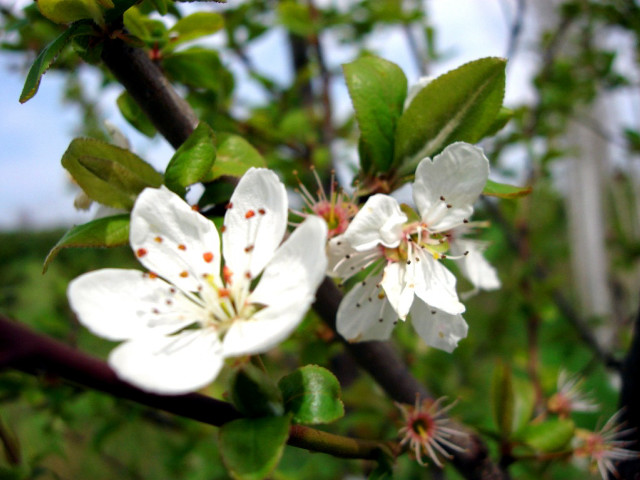 Close up tree white flowers #2 free wallpaper for desktop - medium preview image
