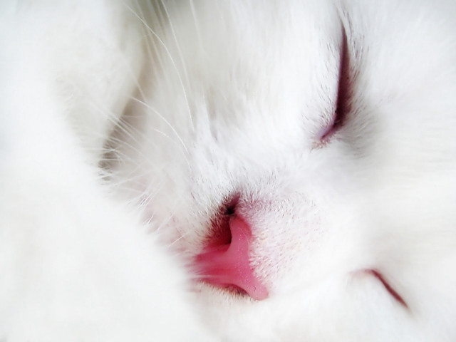 White cat closed eyes pink #2 free wallpaper for desktop - medium preview image