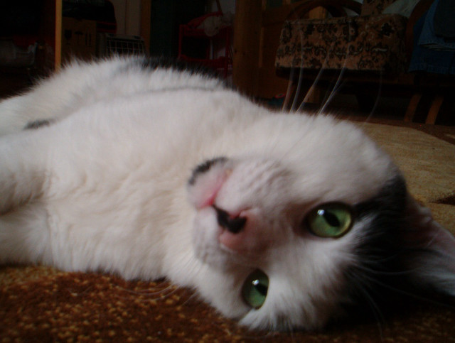 White cat green eyes laying #4 free wallpaper for desktop - medium preview image