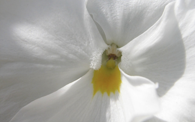 White flower yellow stamens yellow free wallpaper for desktop - medium preview image