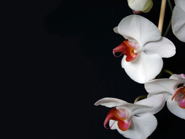 White flowers red centers black #2 free wallpaper for desktop - medium preview image