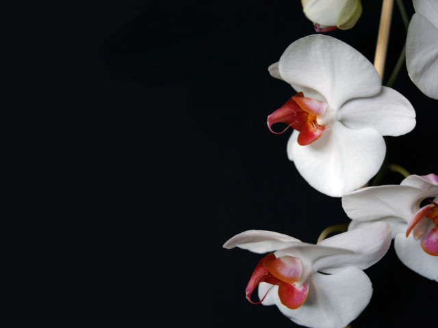 White flowers red centers black #7 free wallpaper for desktop - medium preview image