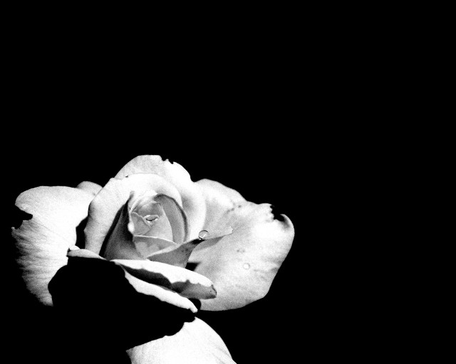 Black white rose dark background #3 free wallpaper for desktop - medium preview image