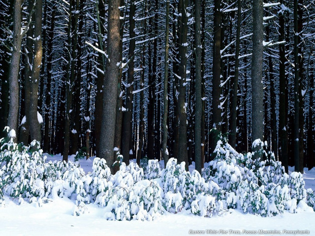 Snowy forest trees snow ground #2 free wallpaper for desktop - medium preview image