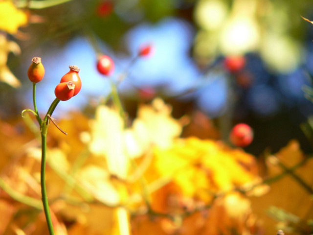 Plant closeup berries stem leaves free wallpaper for desktop - medium preview image