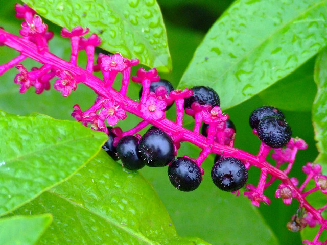Plant closeup berries stem leaves #2 free wallpaper for desktop - medium preview image
