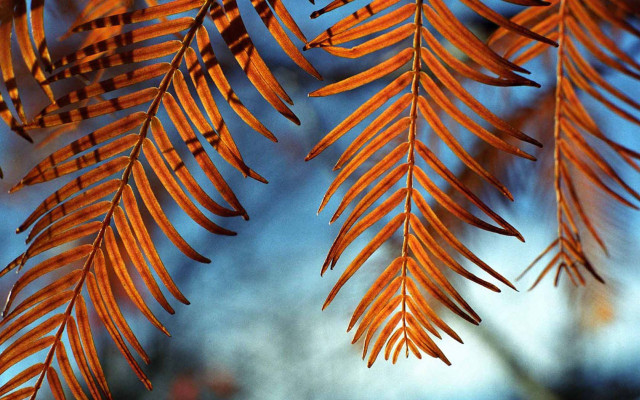 Tree branch orange leaves blue #2 free wallpaper for desktop - medium preview image