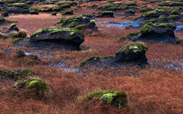Field rocks grass mossy plants #4 free wallpaper for desktop - medium preview image