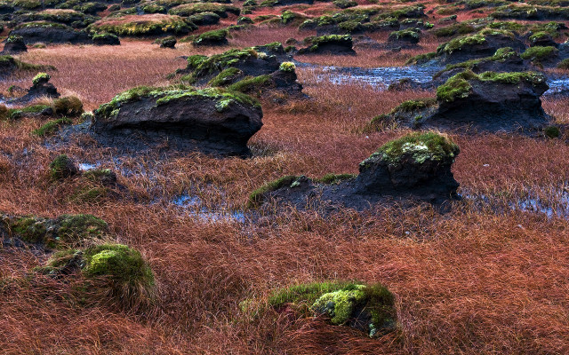 Field rocks grass mossy plants #8 free wallpaper for desktop - medium preview image