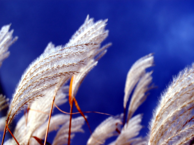 White flowers blue sky clouds #3 free wallpaper for desktop - medium preview image