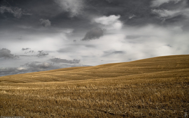 Wheat field cloudy sky lone free wallpaper for desktop - medium preview image
